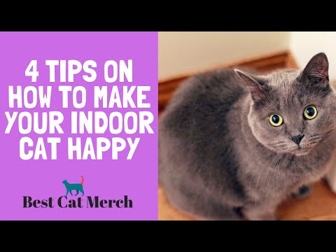 Why My Cat Wants to go Outside + 4 Tips on How to Make your Indoor Cats Happy