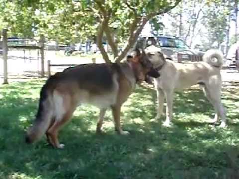 turkish shepherd dog - anatolian shepherd puppy and german shepherd playing rough with american bulldog barking in the background.