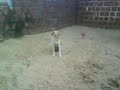 cachorro dança black style.3GP