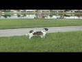 The Beta Shuffle (A Dog Dance) The Beta Shuffle (A Dog Dance)