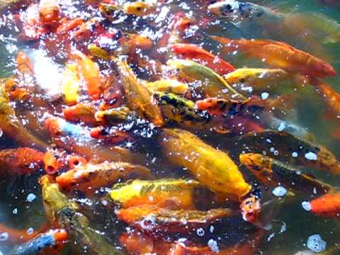 gint koi