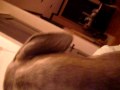 avec the pitt bull puppy kisses