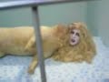 Extraños Animales con Cabeza de Humano