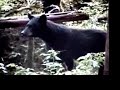 how to safely watch alaska bears - living in bear country
all of the information in this video is quoted from the u.s. forest service.