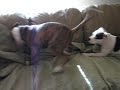 sweetie and magnum go nuts over comforter