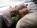 Puggle Holiday Antlers