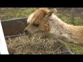 Click here to watch this video 2011年11月5日 剣淵町ビバアルパカ牧場 オレンジ