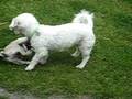 Twinkle en Catootje spelen 2007