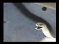 Black Mamba in Mozambique