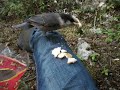 Moose Hunting With The Jays Part 2
