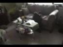 Princess Lola Bear Runs Crazy through House Chinese Shar Pei