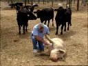 Organic One fire ant & tick killer Video made by Fl Dept of Agriculture