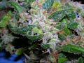 Trichome Smoker