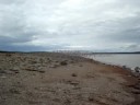 Birds at  the Bay of Fundy