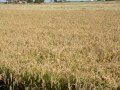 Un Paisatge Canviant - Delta de l'Ebre