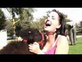 Heifer goes to Hollywood