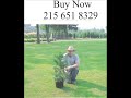Effects of Growing Leyland Cypress in shade