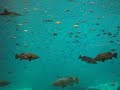 whale shark whale shark