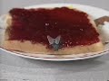 Sooty Butterfly Song