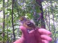 White Eyed Vireo at MAPS Station White Eyed Vireo at MAPS Station