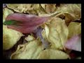 toba-sang-paigaltoob-dey-zamashakeela-naaz.html