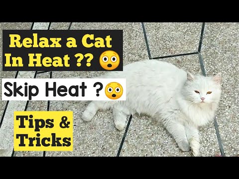 How to Calm a Cat in heat | How to deal with a cat in heat | Stop Cat from heat | Urdu/hindi