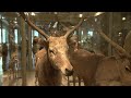 View the MCZ's Great Mammal Hall