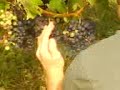 Petards dans le vignoble