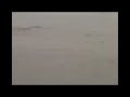 video lobo marino