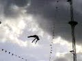 Magic jump from 23 meters up