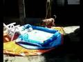 mechelse herder ringo voetbalt