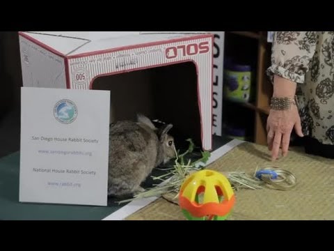 how to care rabbits at home