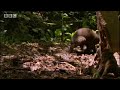 Rare wild footage of giant spiny anteater and cute baby Australian animals - BBC wildlife