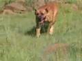 Boerboel video