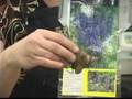 Flowers for Shade Gardens : Aconitum Flowers for Shade Gardens
