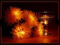 أوقات اصاله نصري