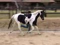 Zerro Trotting in Hand