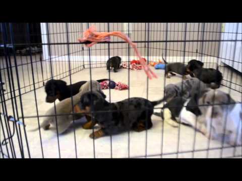 Spike Silver Dapple Male Miniature Dachshund Puppy for sale
