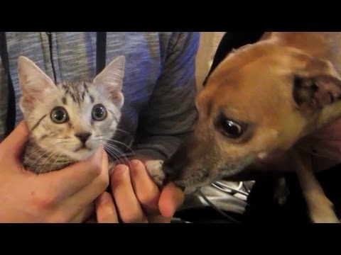 CAT VS DOG