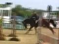 5 yrs 16 hh Bay Warmblood Witham