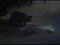 Kitty and the loaf of Bread