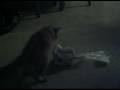 Kitty and the loaf of Bread