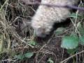 videos de Picture 036
