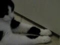 videos de Dublin and Harley play the paw game