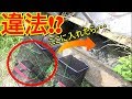 用水路の流れ込みに『罠』を仕掛けたら魚が大量に獲れた。
