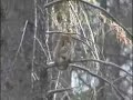Silly squirrel sounds