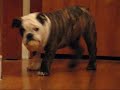 Shake that Bulldog Booty