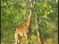 Giraffe\