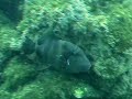 fishes from costa rica