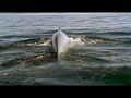 BiggestAnimal  اكبر حوت في العالم  سبحان الله
